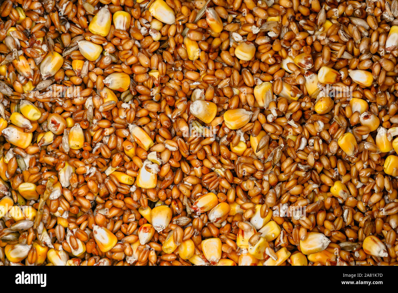 Chicken feed corn hi-res stock photography and images - Alamy