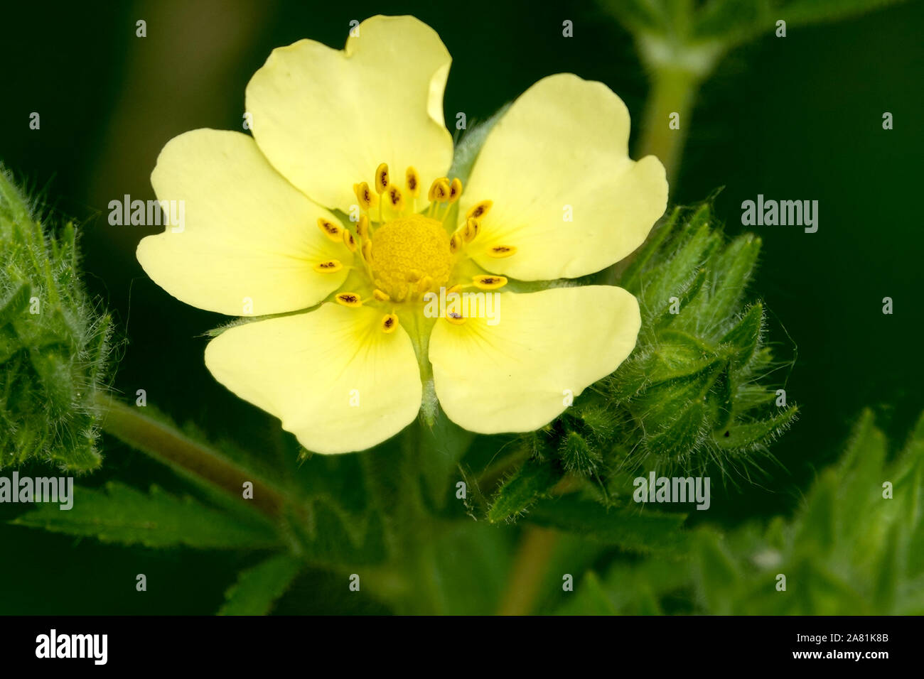 Sulphur Cinquefoil Flower in Bloom Stock Photo