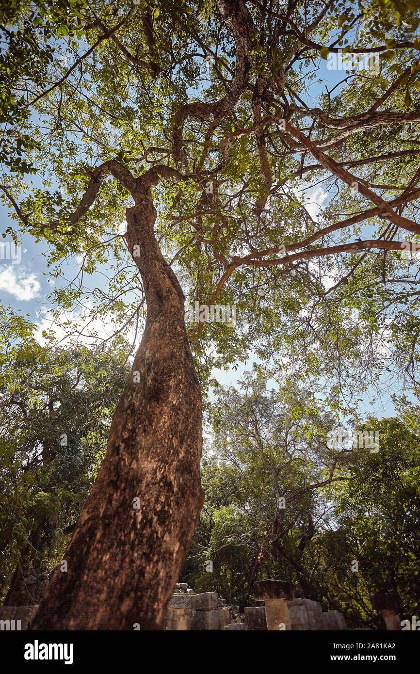 World tree maya hi-res stock photography and images - Alamy