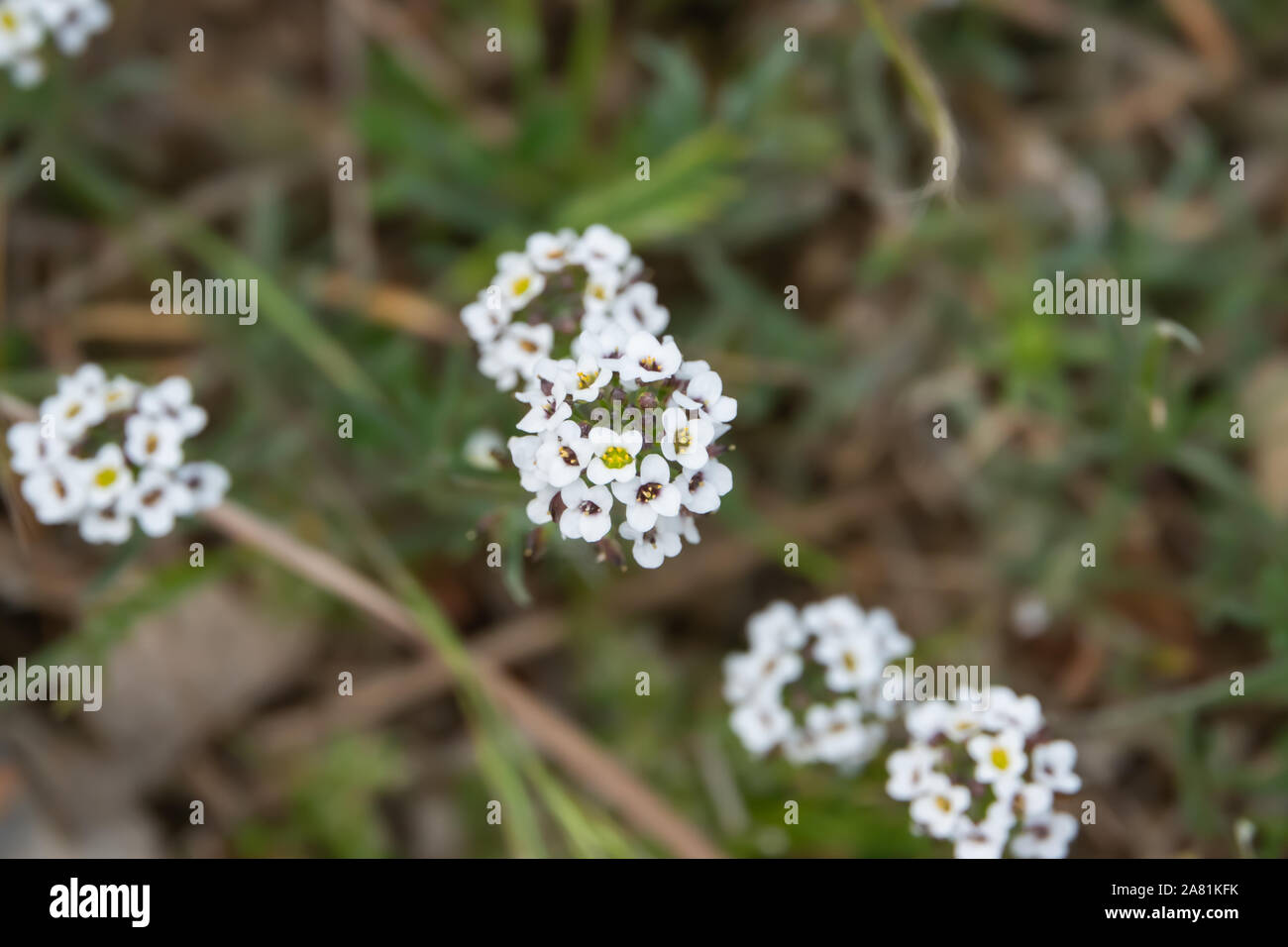 Sweet Alyssum Flowers in Bloom in Winter Stock Photo - Alamy