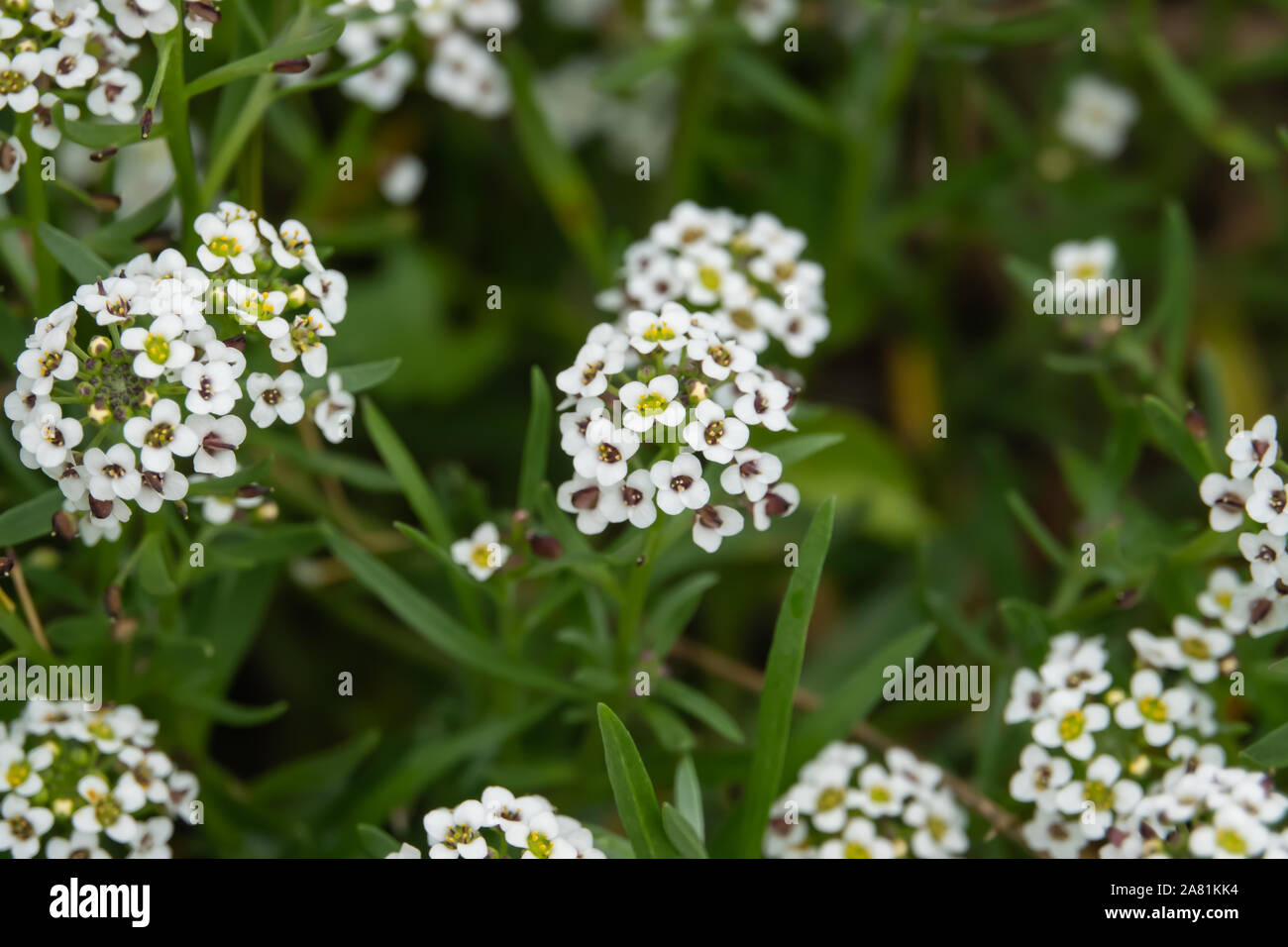 Alison winter hires stock photography and images Alamy