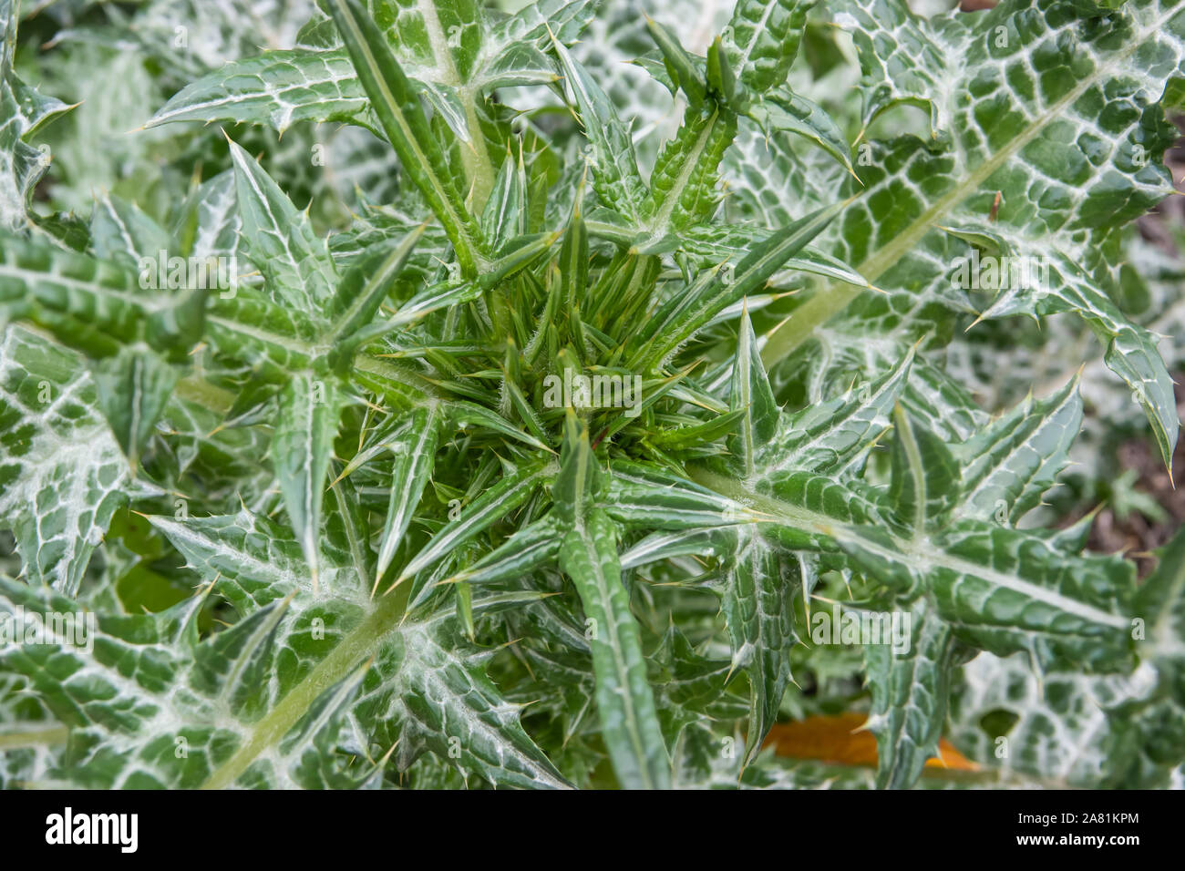 Syrian Thistle Leaves in Autumn Stock Photo
