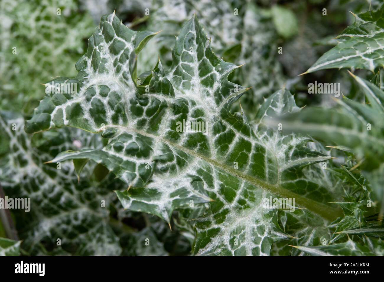 Syrian Thistle Leaves in Autumn Stock Photo