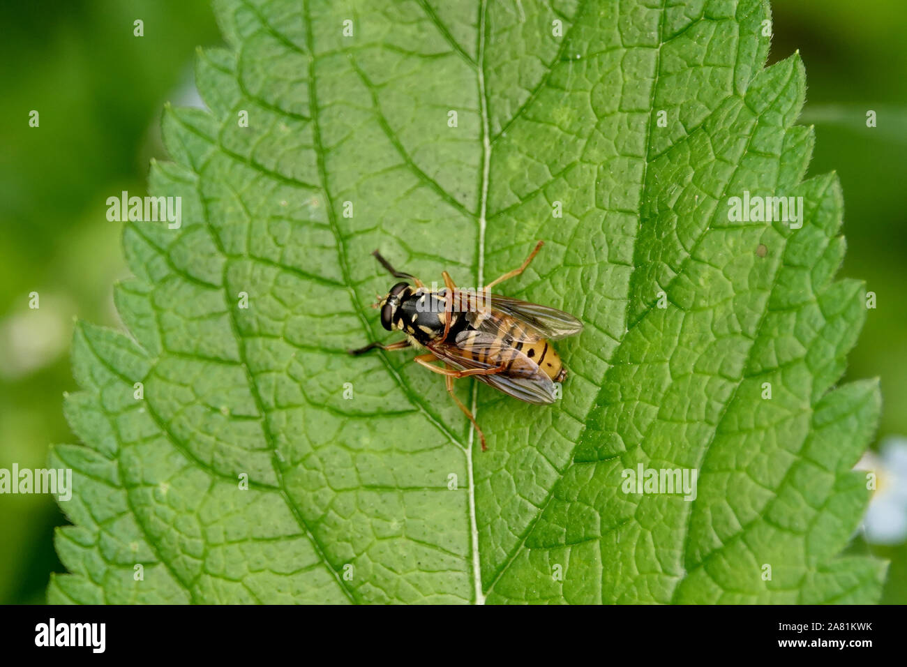 Syrphid Fly on Leaf in Summer Stock Photo
