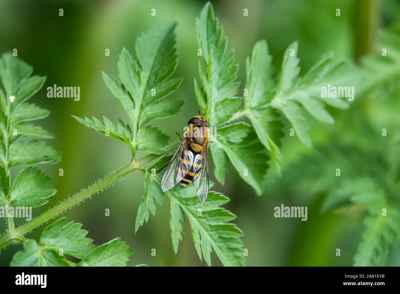 Hoverfly on Leaf in Springtime Stock Photo