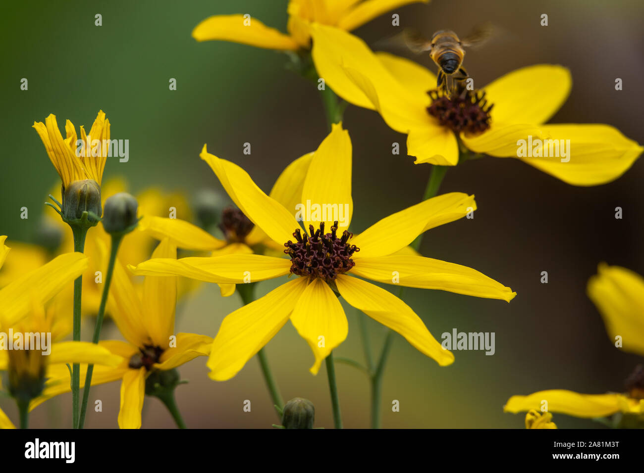 Yellow flowers on tall plant hi-res stock photography and images - Alamy