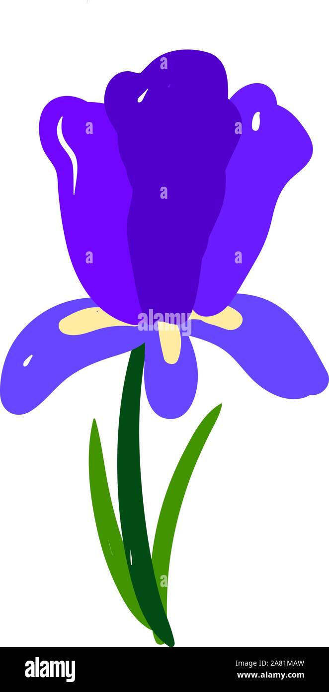 Iris flat, illustration, vector on white background. Stock Vector