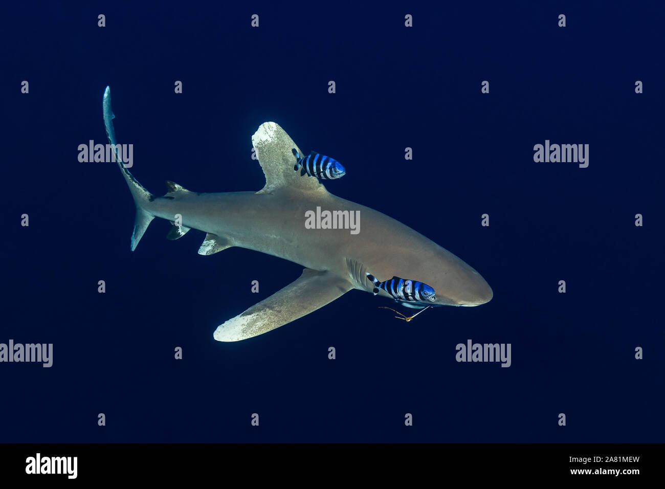 Fish Hooks Pilot atelieryuwa.ciao.jp