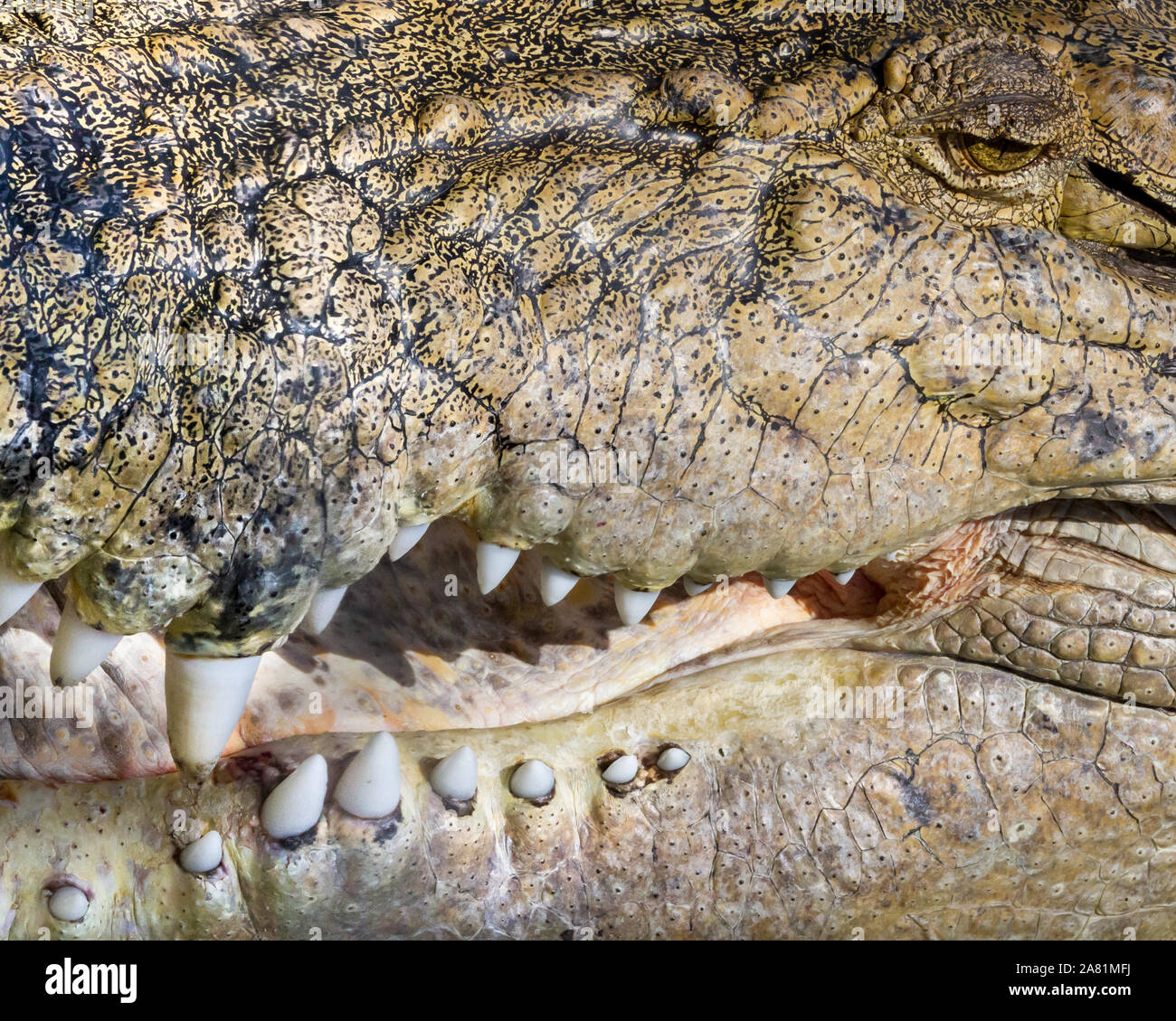 Fearsome Grin - A large crocodile shares a powerful smile. Wildlife Dome, Cairns, Queensland, Australia Stock Photo