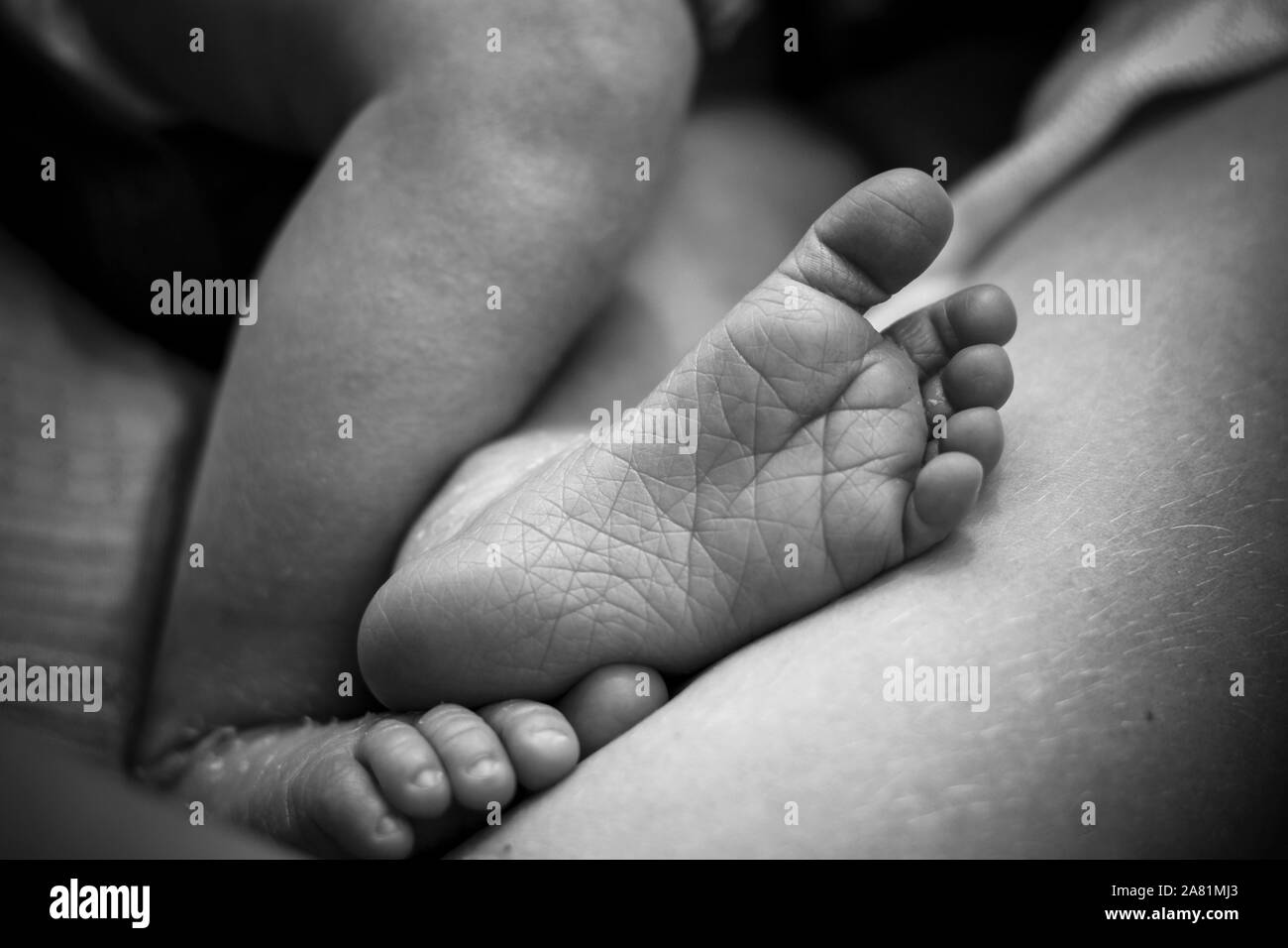Little Newborn Baby Feet In Black And White Stock Photo Alamy