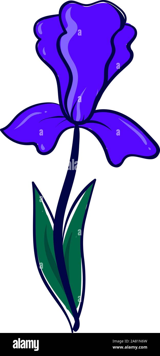 Iris flower, illustration, vector on white background. Stock Vector