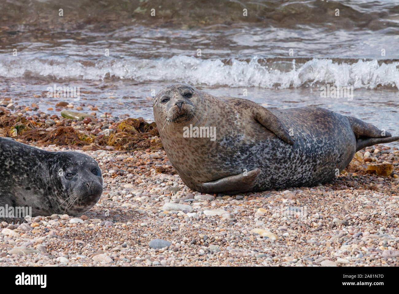 Common or harbour seal (Phocina vitulina) from a Moray firth colony resting on the beach at Portgordon, Buckie, Moray, Scotland, UK. Stock Photo