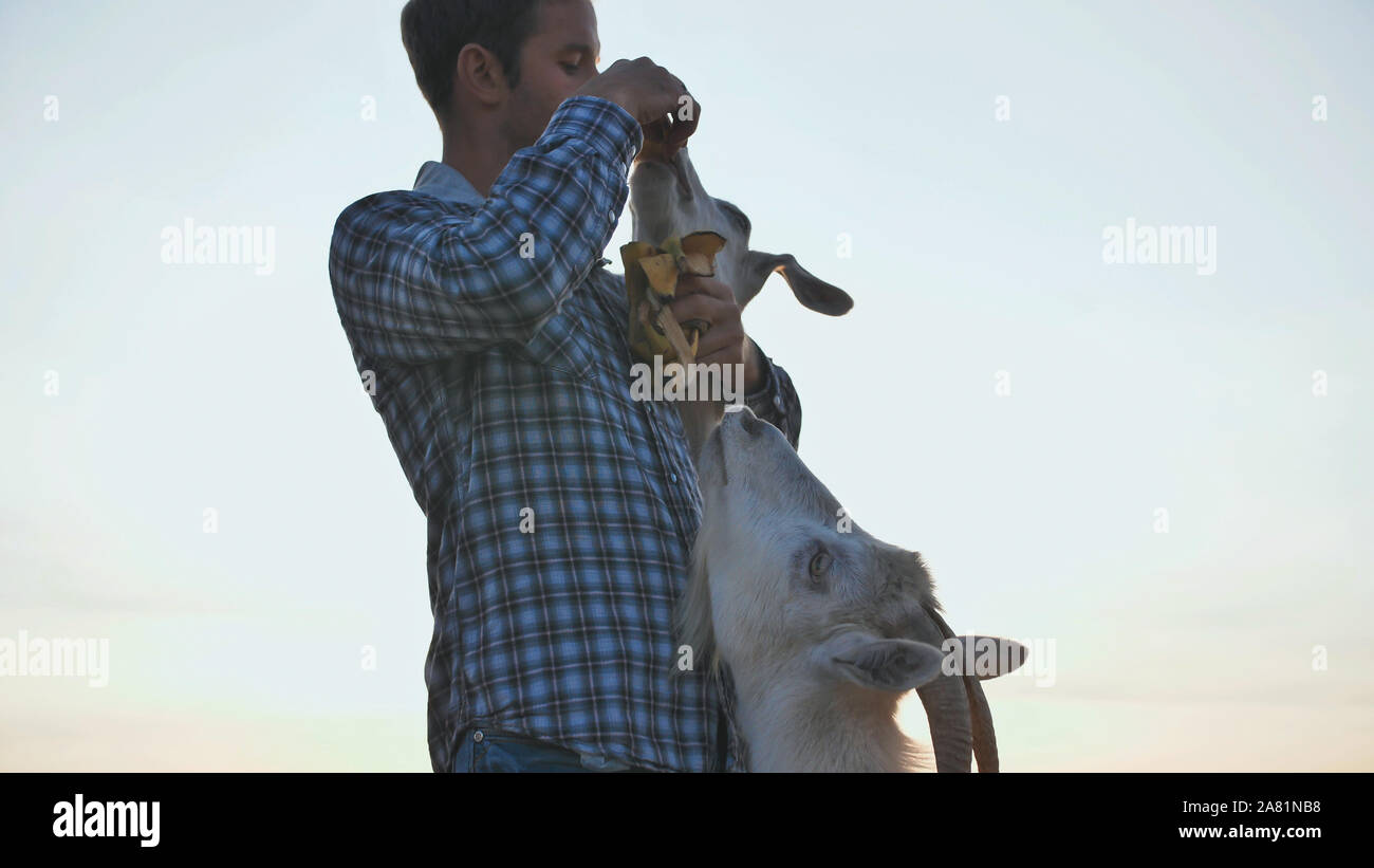 The owner feeds his goats with banana skins Stock Photo Alamy