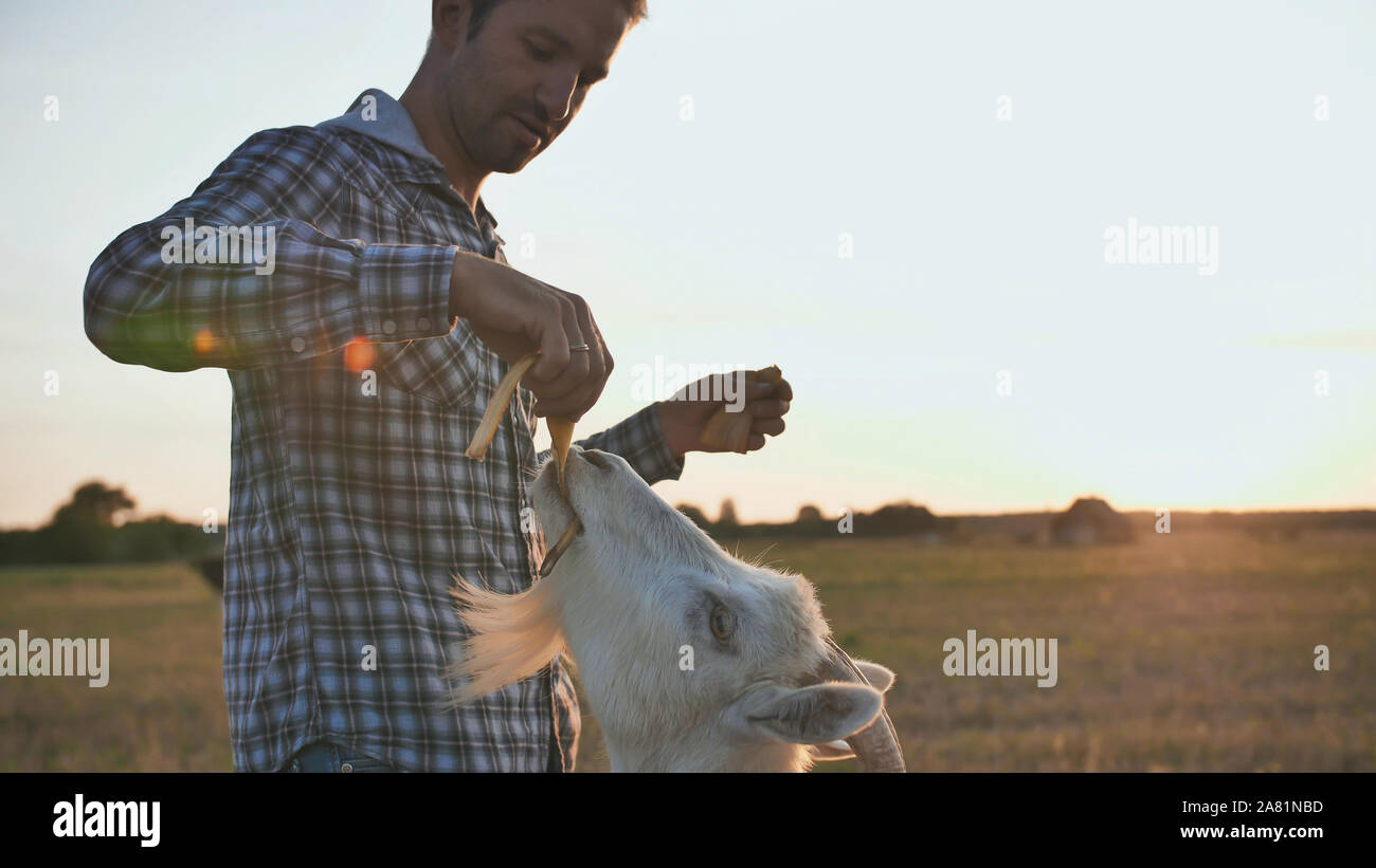 The owner feeds his goats with banana skins Stock Photo Alamy