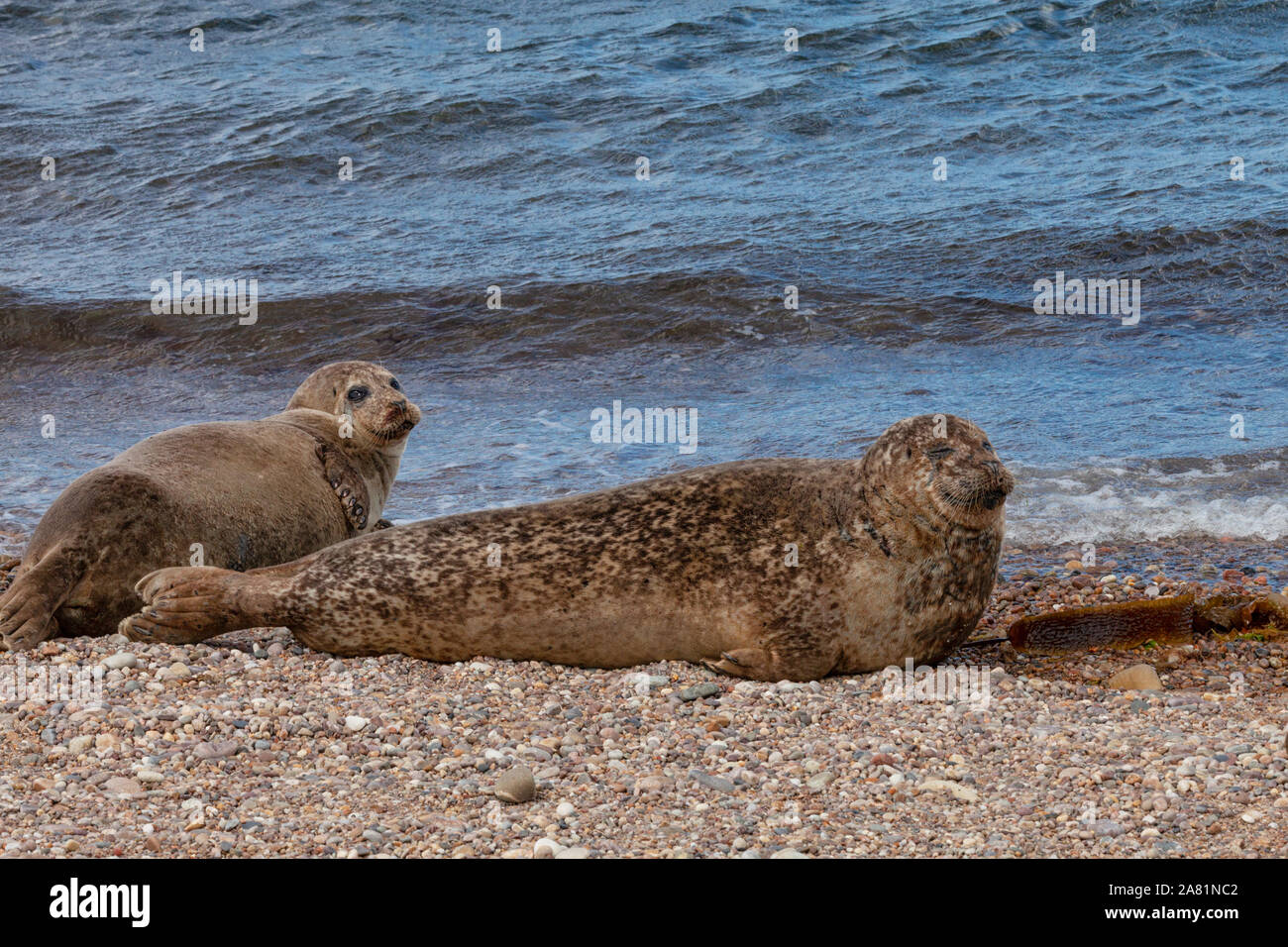 Common or harbour seal (Phocina vitulina) from a Moray firth colony resting on the beach at Portgordon, Buckie, Moray, Scotland, UK. Stock Photo