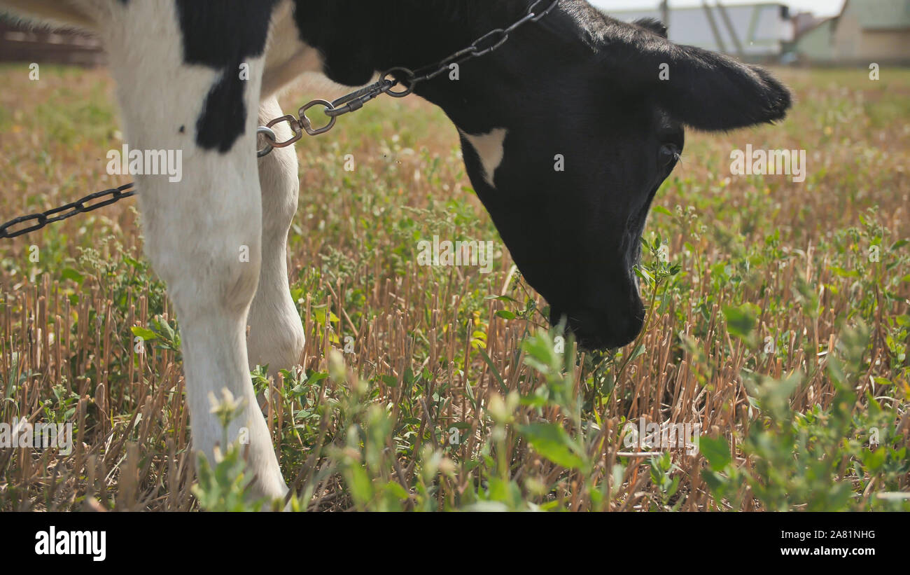 A young black and white cow is eating grass in the village Stock Photo ...