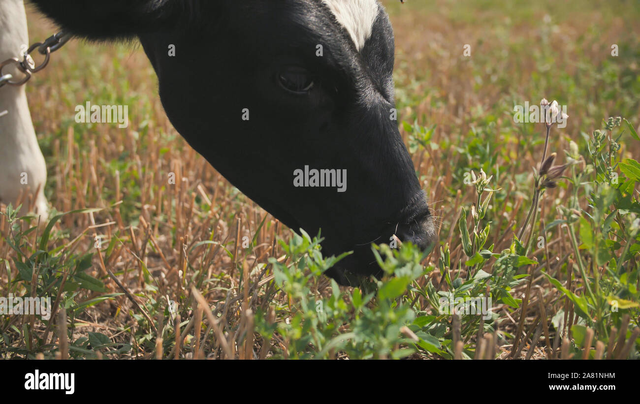 A young black and white cow is eating grass in the village Stock Photo ...