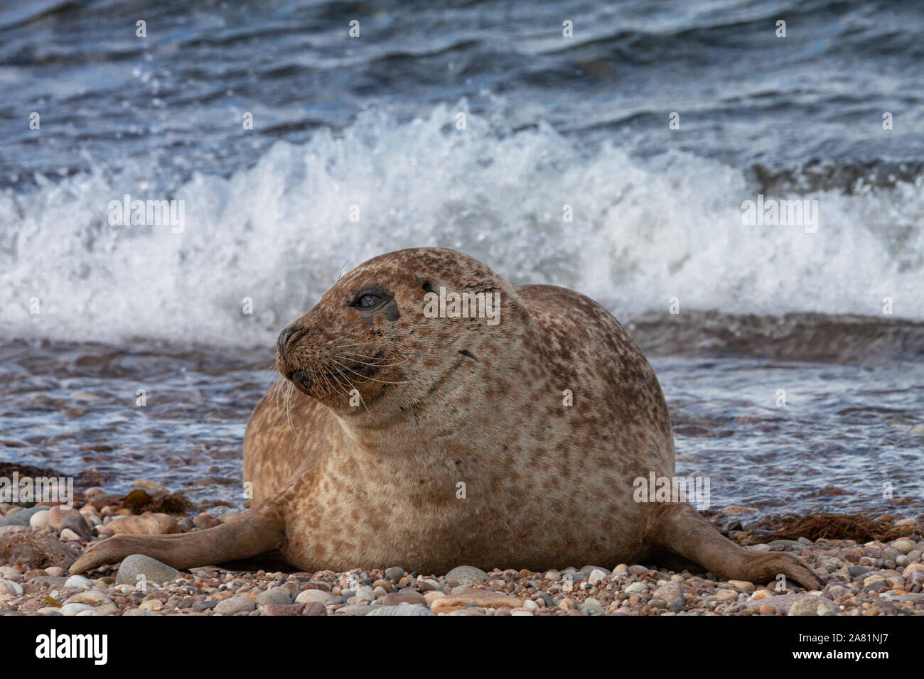 Common or harbour seal (Phocina vitulina) from a Moray firth colony resting on the beach at Portgordon, Buckie, Moray, Scotland, UK. Stock Photo
