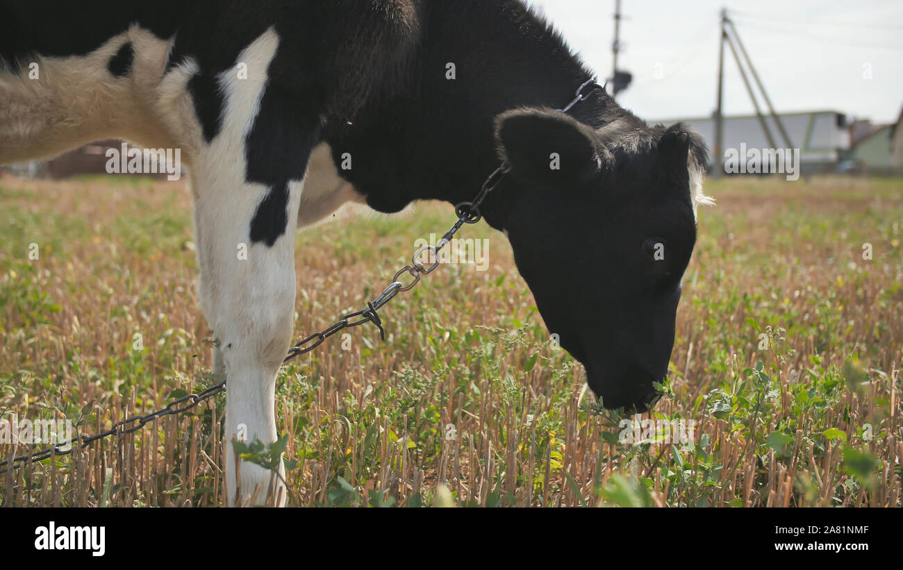 A young black and white cow is eating grass in the village Stock Photo ...