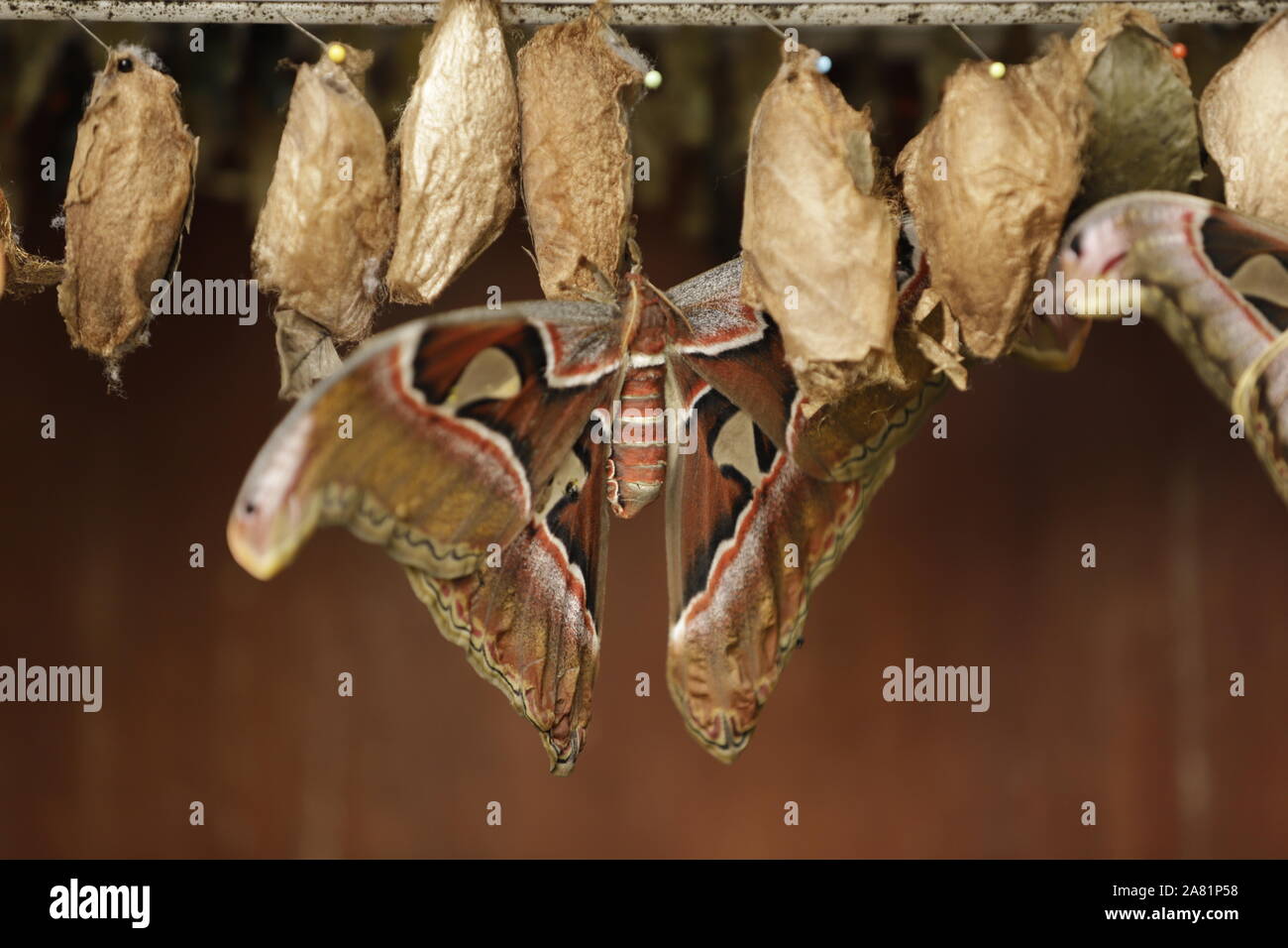 Attacus Atlas Butterfly Or Atlas Butterfly Is The Biggest Butterfly In attacus-atlas-butterfly-or-atlas-butterfly-is-the-biggest-butterfly-in