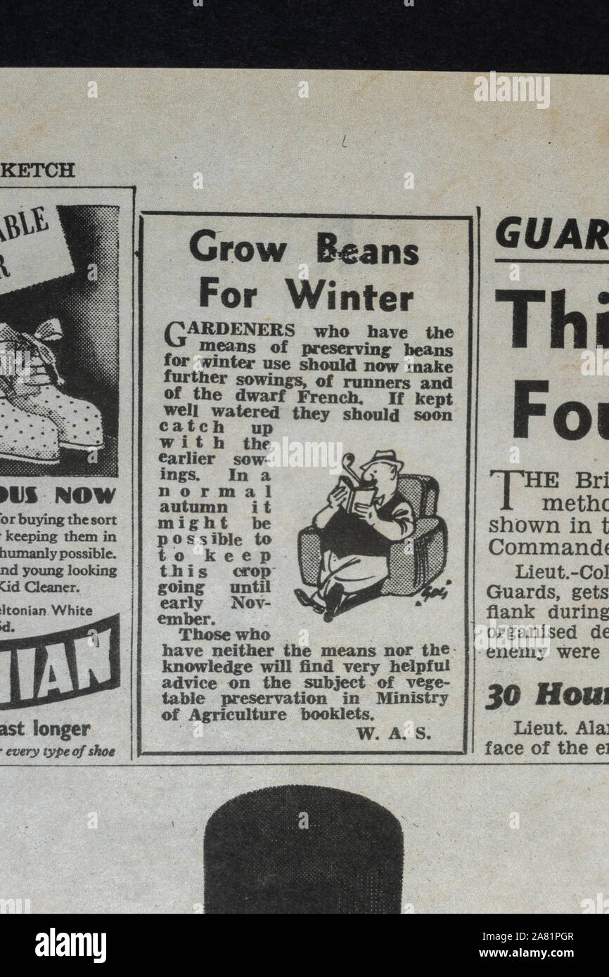 Small Article Encouraging Readers To Grow Their Own Food Beans Daily Sketch Newspaper Replica 19th June 1940 During Battle Of Britain Stock Photo Alamy Small Article Encouraging Readers To Grow Their Own Food Beans Daily Sketch Newspaper Replica 19th June 1940 During Battle Of Britain Stock Photo Alamy