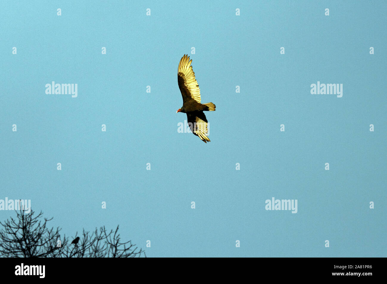 Turkey Vulture,  Cathartes aura, scavenger in South America. Stock Photo