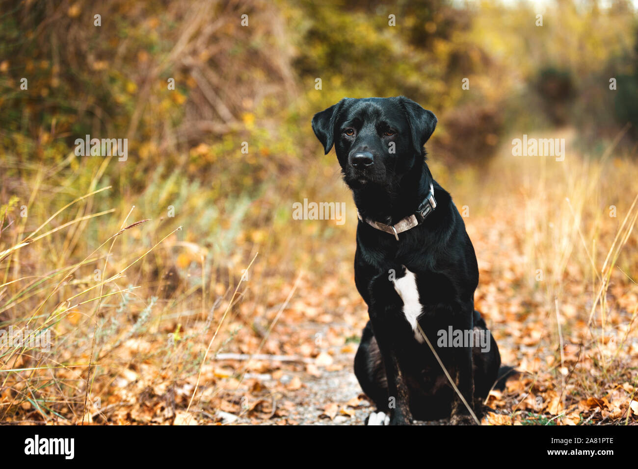 Black Labrador in the autumn forest Stock Photo