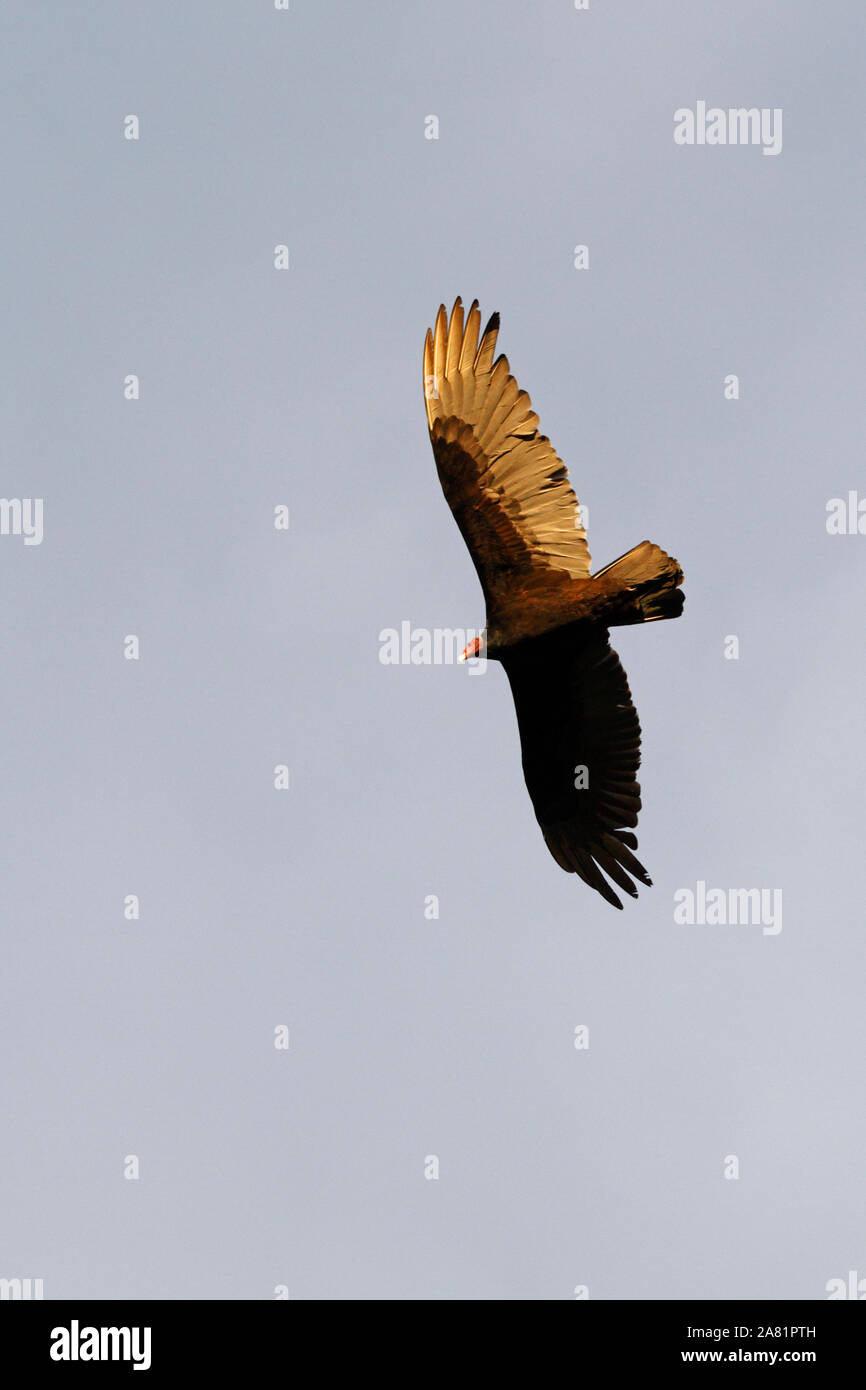 Turkey Vulture,  Cathartes aura, scavenger in South America. Stock Photo