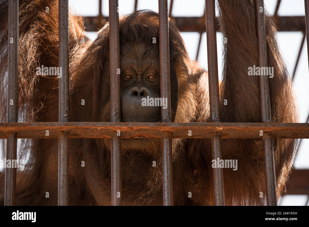 Very sad look and expression, on the lonely monkey face, ho is keep in cage, depression, sadness, it is his reality, and he can only think about his Stock Photo
