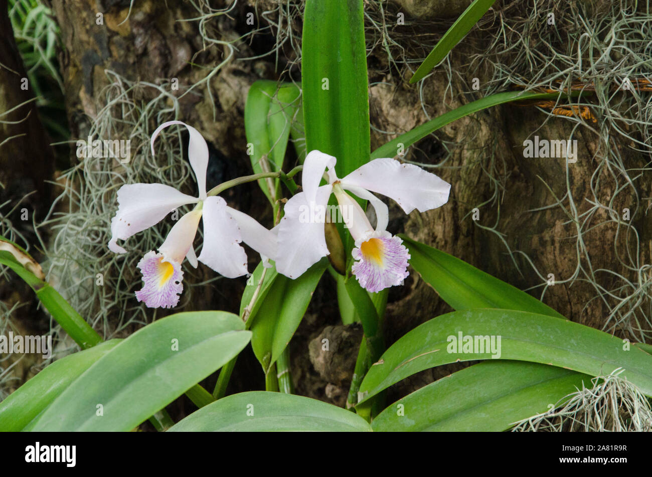 Cattleya schroederae, a beautiful white, purple and yellow tropical flower in a natural environment Stock Photo