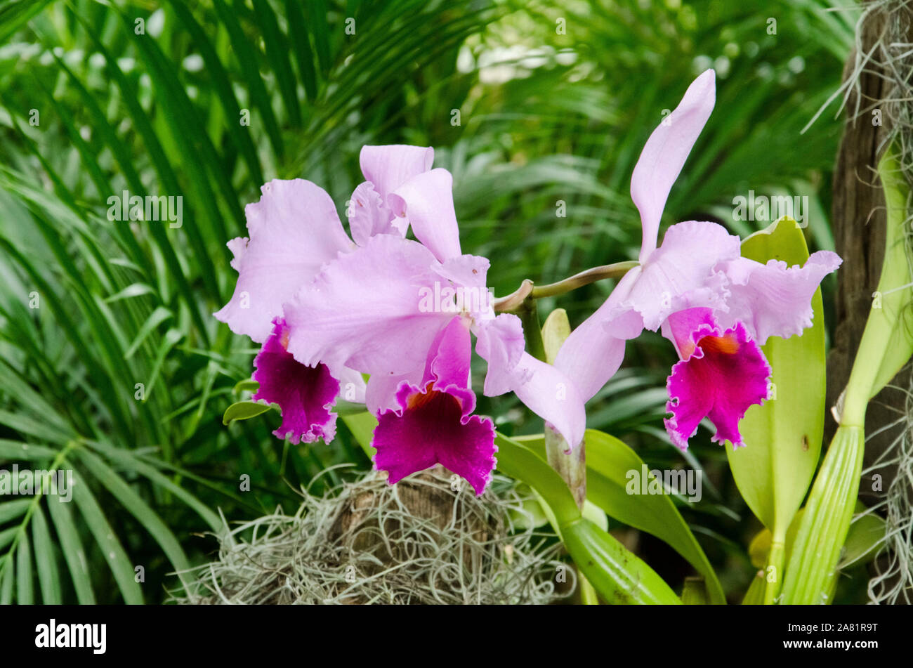 Cattleya Trianae orchid, a beautiful tropical flower in a natural environment Stock Photo