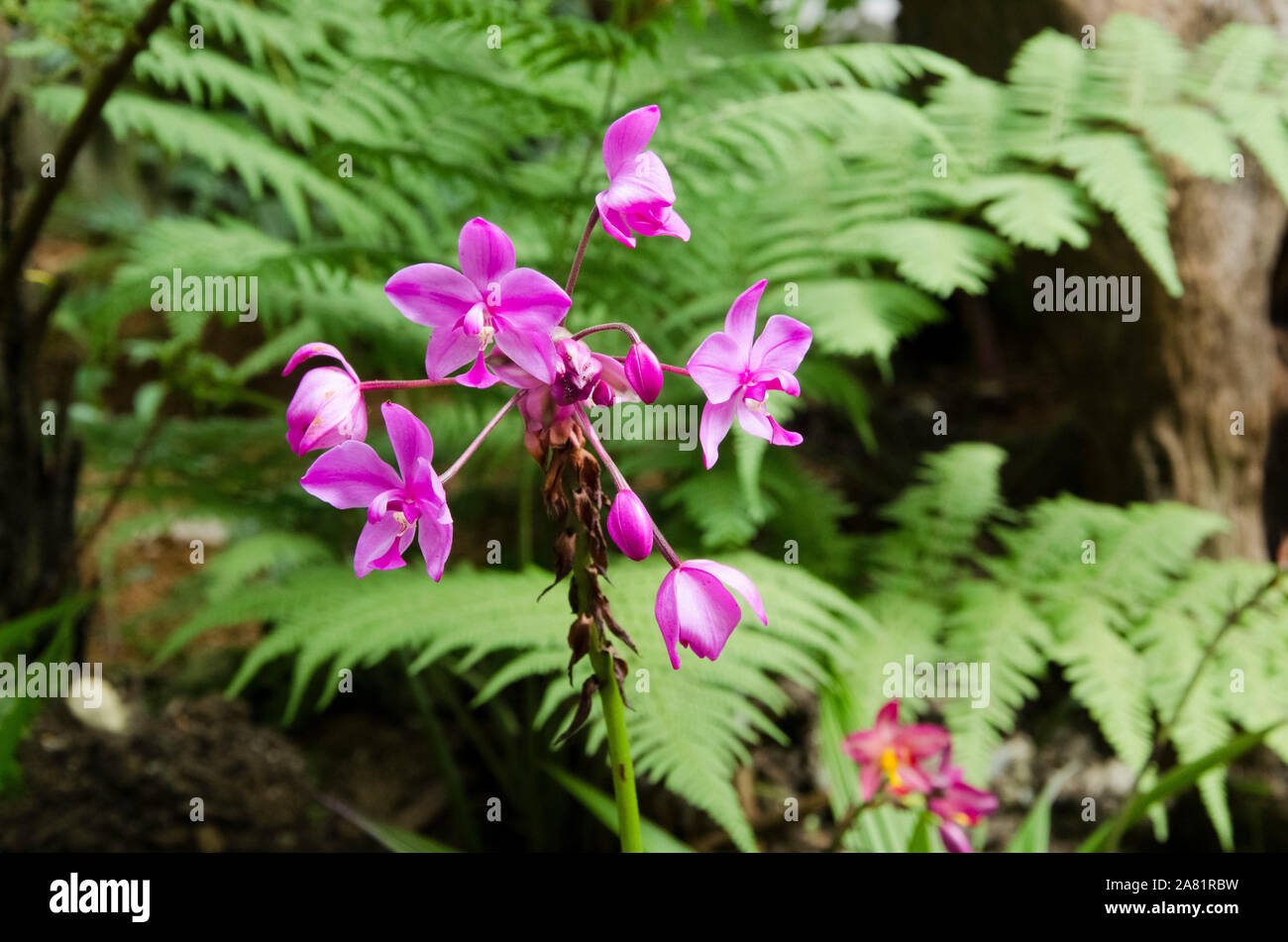 Spathoglottis Plicata orchid, a beautiful and vivid tropical flower, in a natural environment Stock Photo
