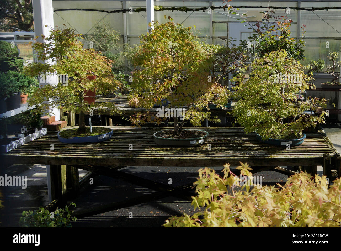 Old bonsai hires stock photography and images Alamy