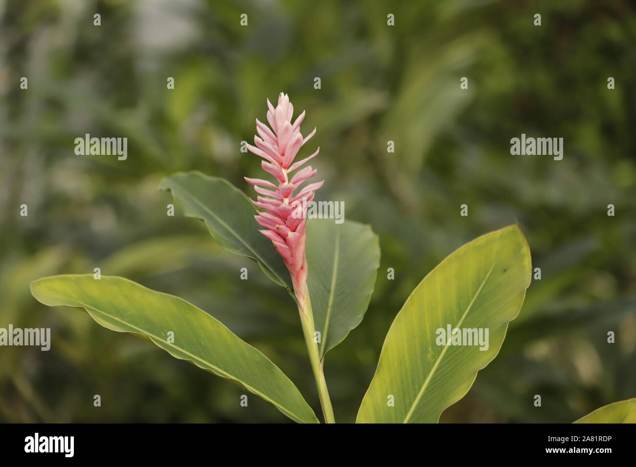 The alpinia flower is family of the ginger family Stock Photo