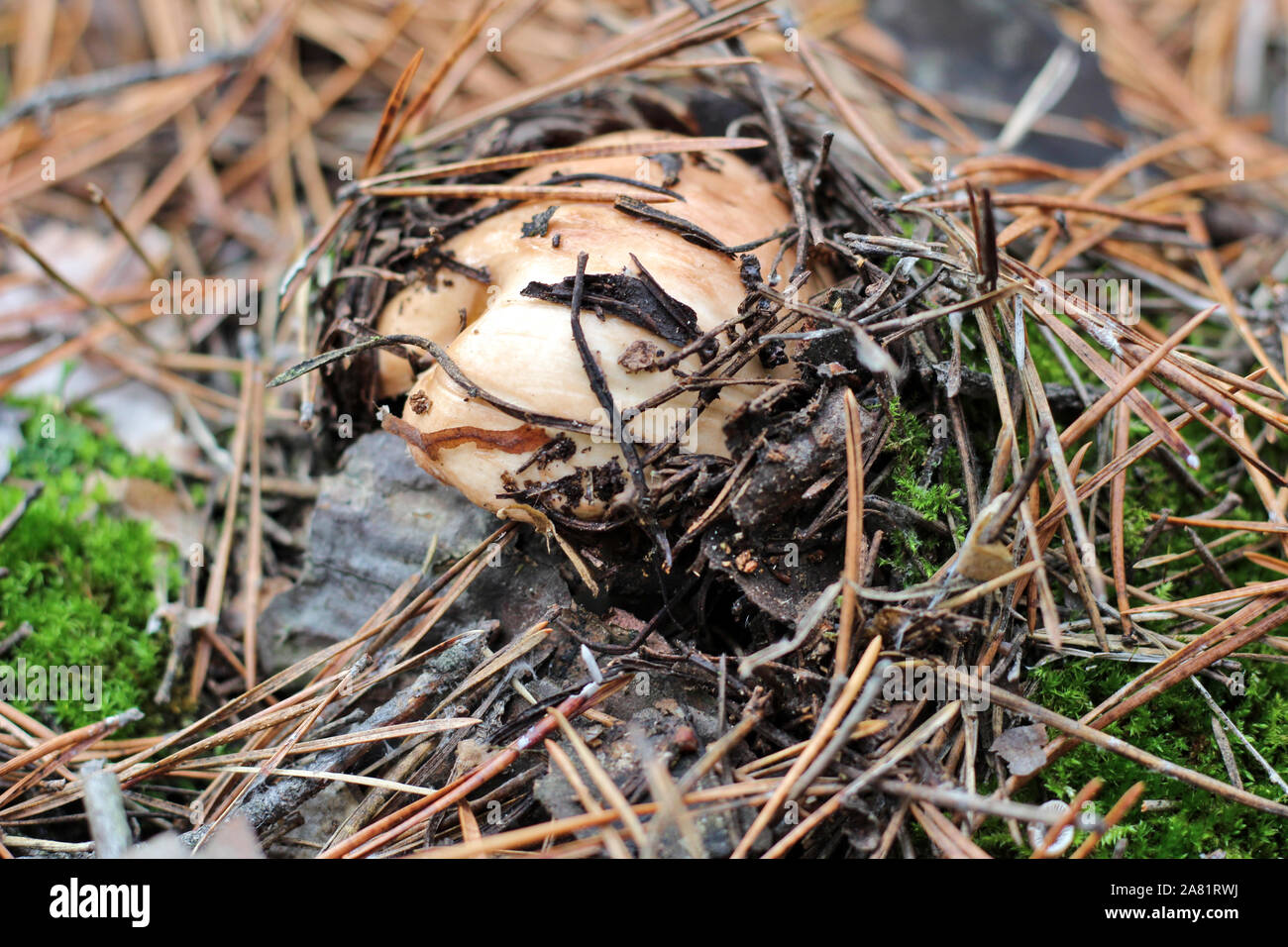 Suillus mushrooms in a pine forest. An armful of dirty, unpeeled, butter fungi in needles and cones. Top view Stock Photo
