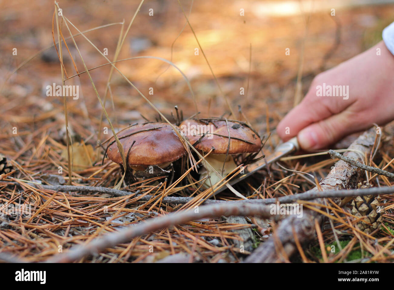 mushroom picker cuts with a knife Suillus mushrooms Stock Photo Alamy