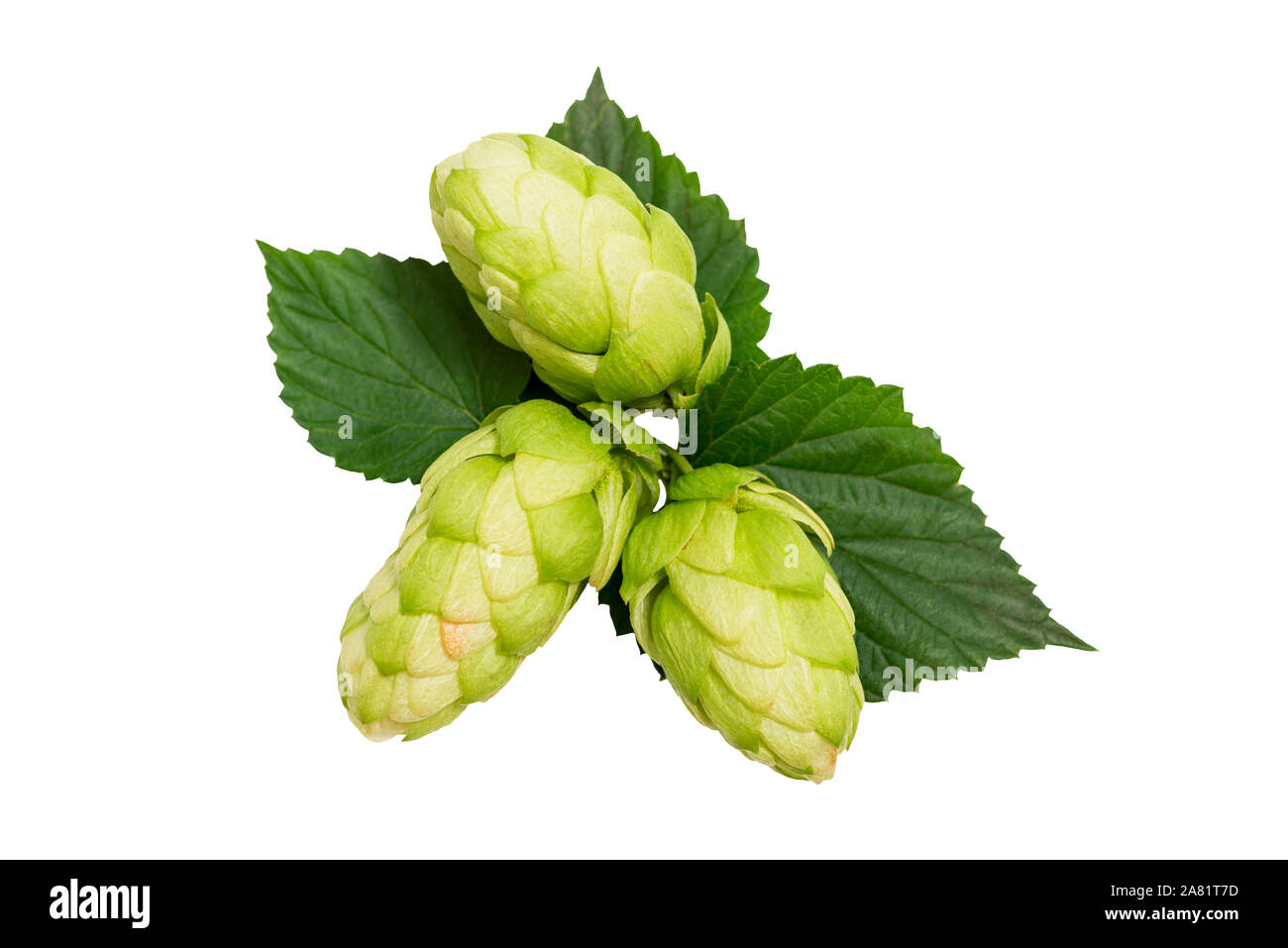 Hop close-up isolated on white background. Fresh green hops on white ...