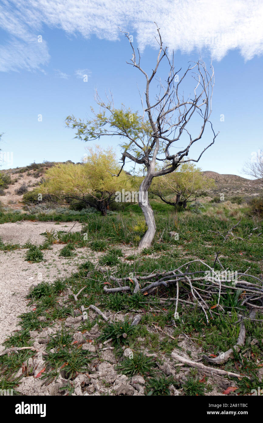 drought in the Patagonian Steppe, desert landscape. Stock Photo