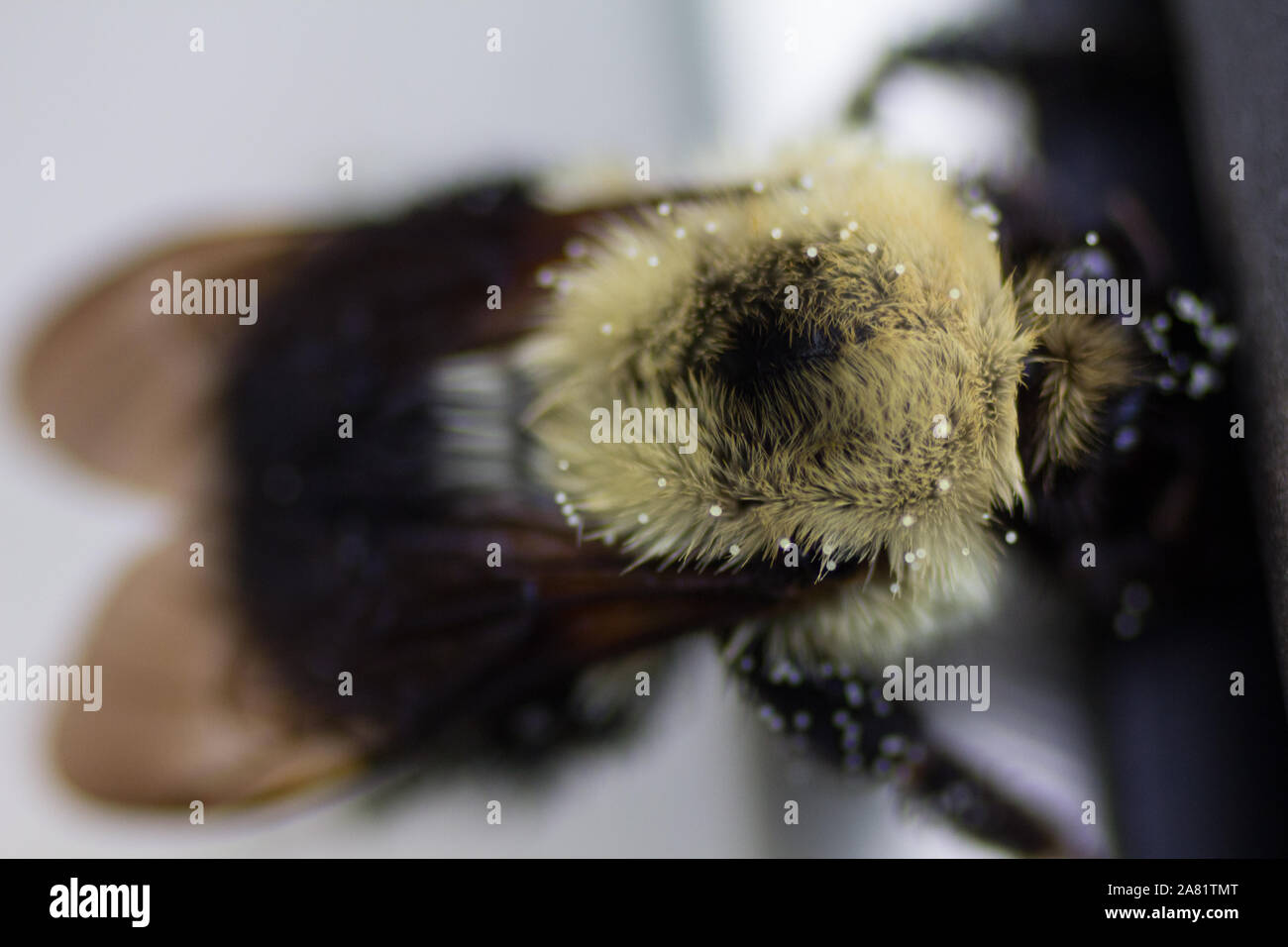 Bee Covered with Pollen Stock Photo - Alamy