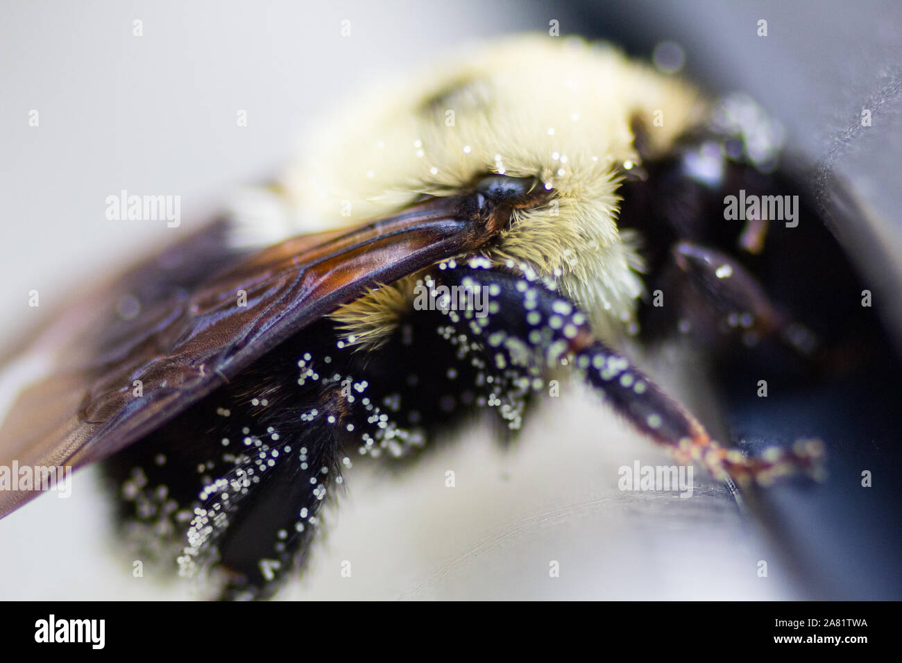 Bee Covered with Pollen Stock Photo - Alamy