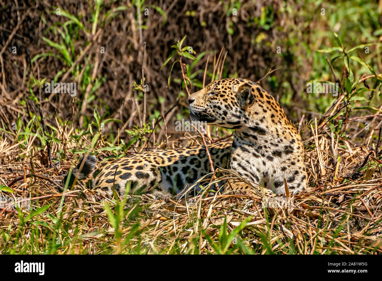 Jaguar #6 Stock Photo