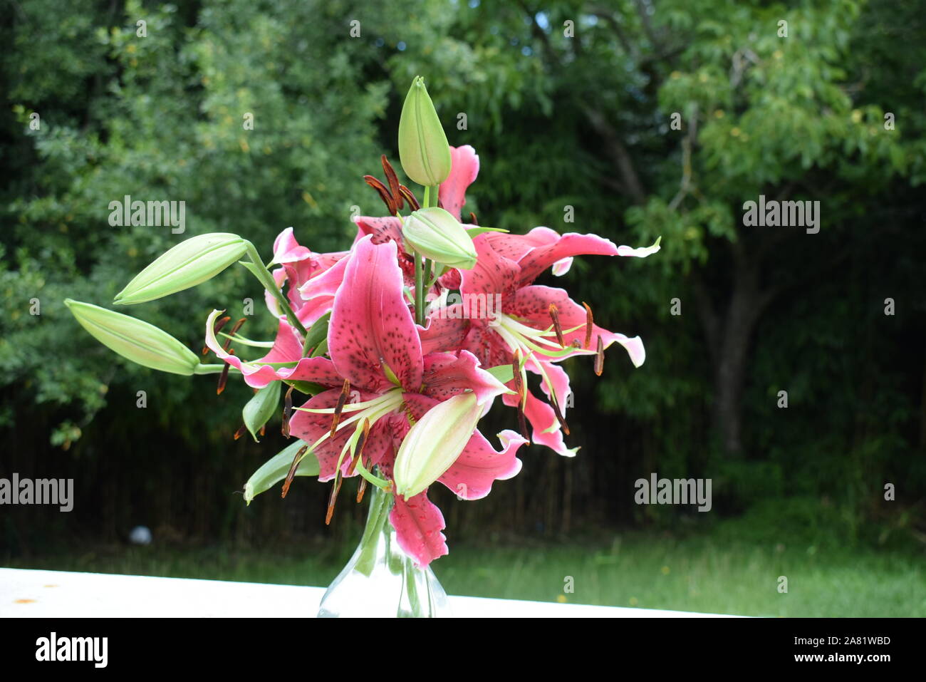 Bouquet de lys Miss Feya Stock Photo - Alamy