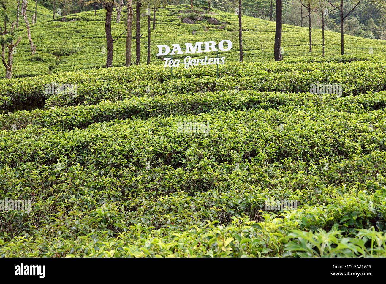 Damro Tea Estate, Near Nuwara Eliya, Hill Country, Sri Lanka Stock ...