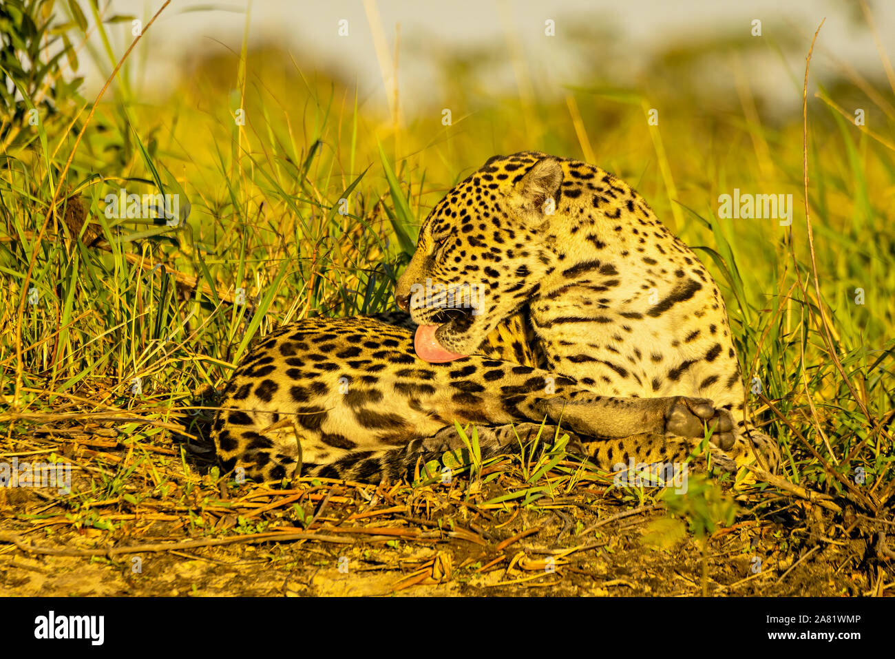 Licking Jaguar #3 Stock Photo