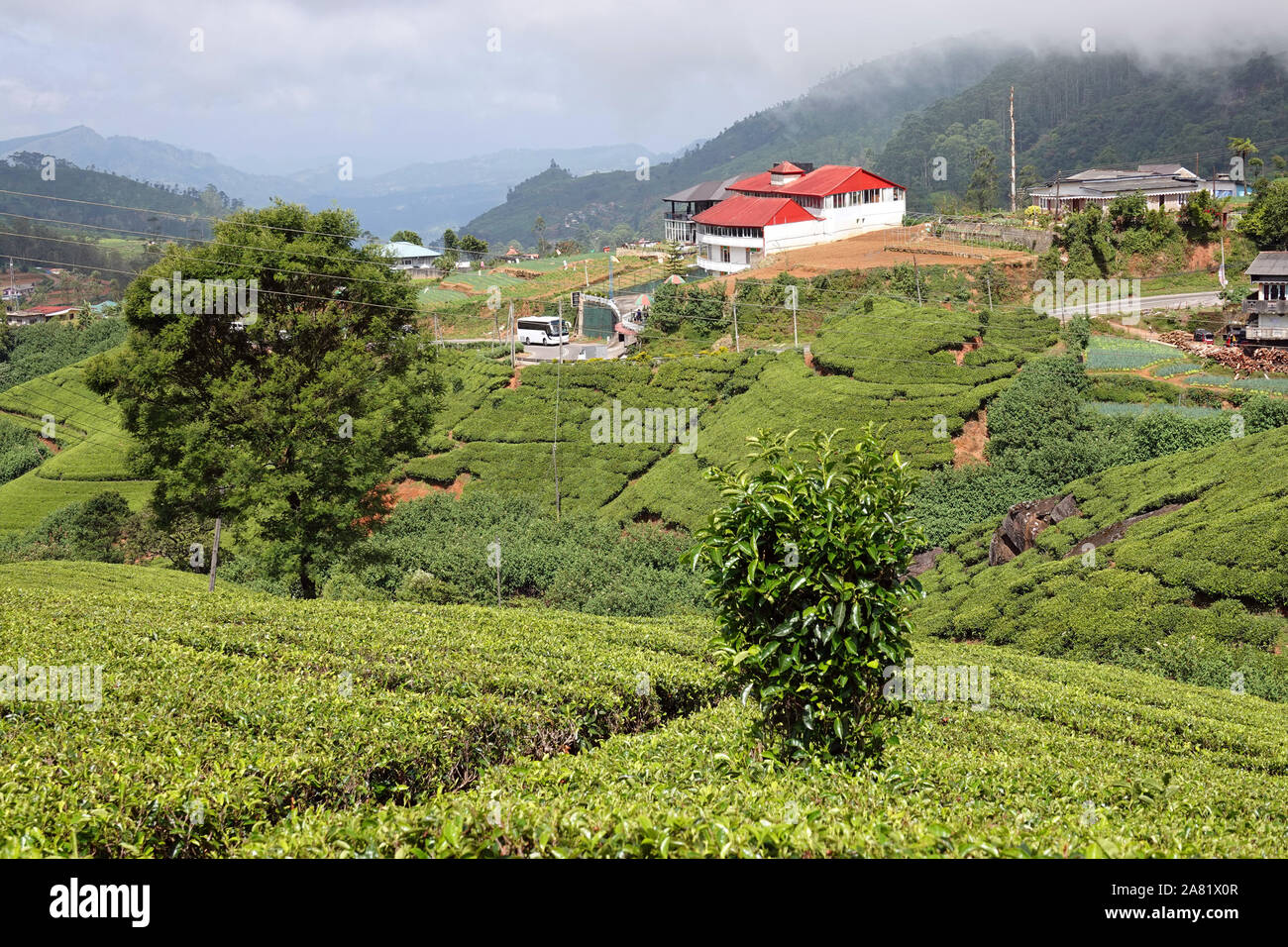 Tea Estate, Near Nuwara Eliya, Hill Country, Sri Lanka Stock Photo - Alamy