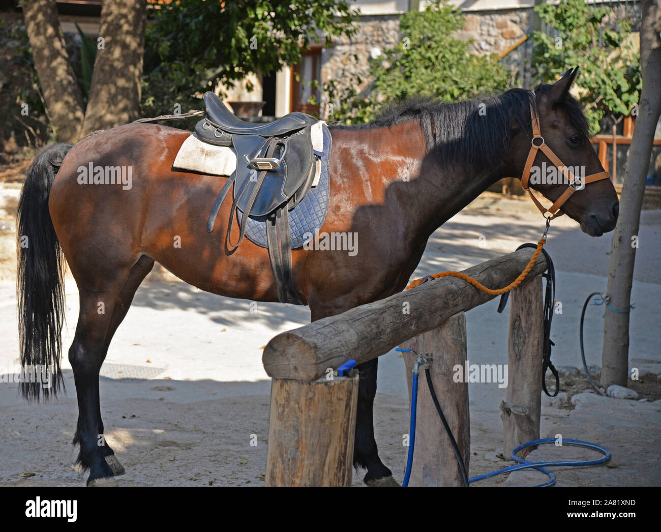 Horse in the shade waiting for somebody to groom it after a riding session. Stock Photo