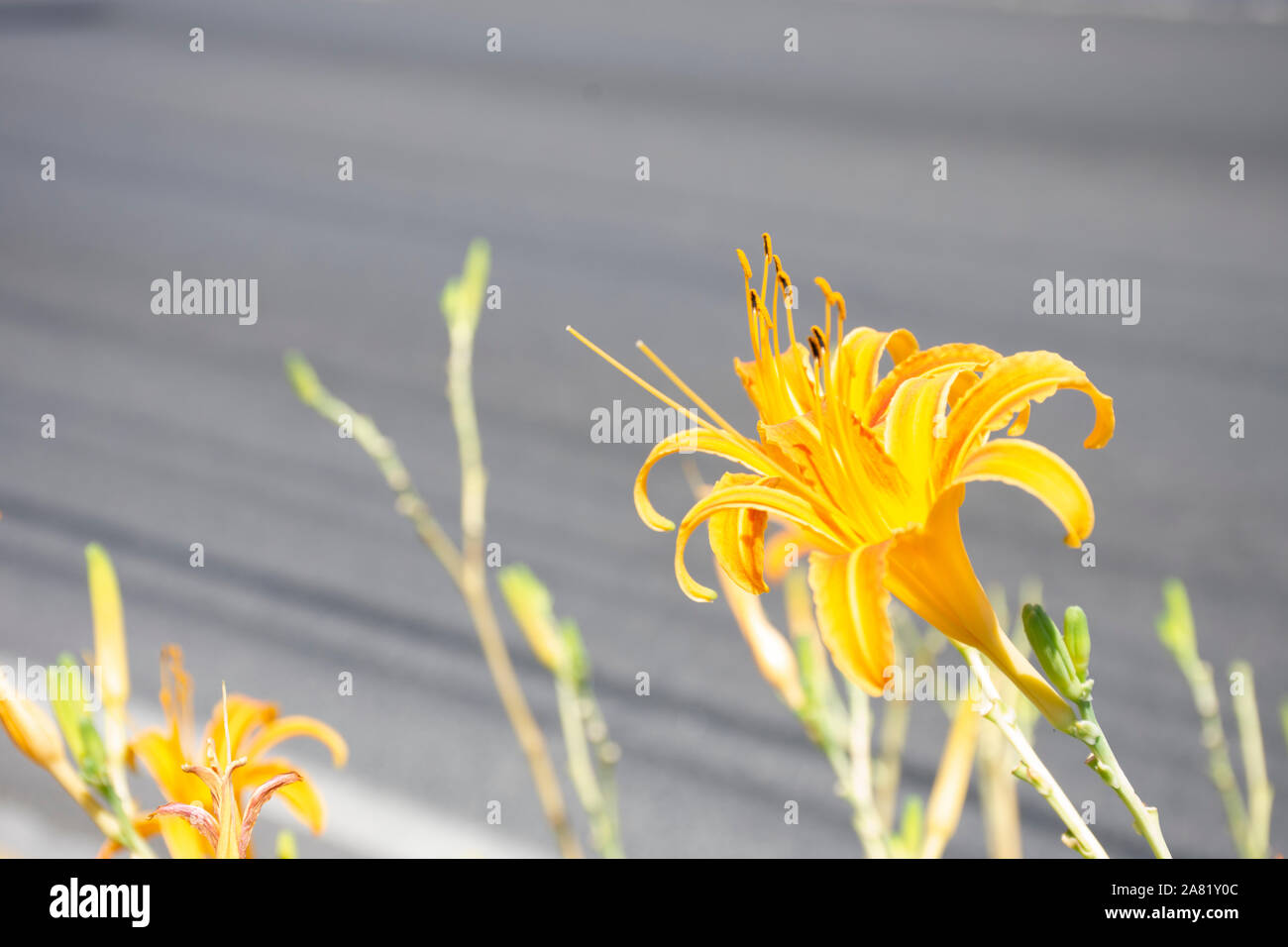 yellow flowers on the Mexican roadside Stock Photo Alamy
