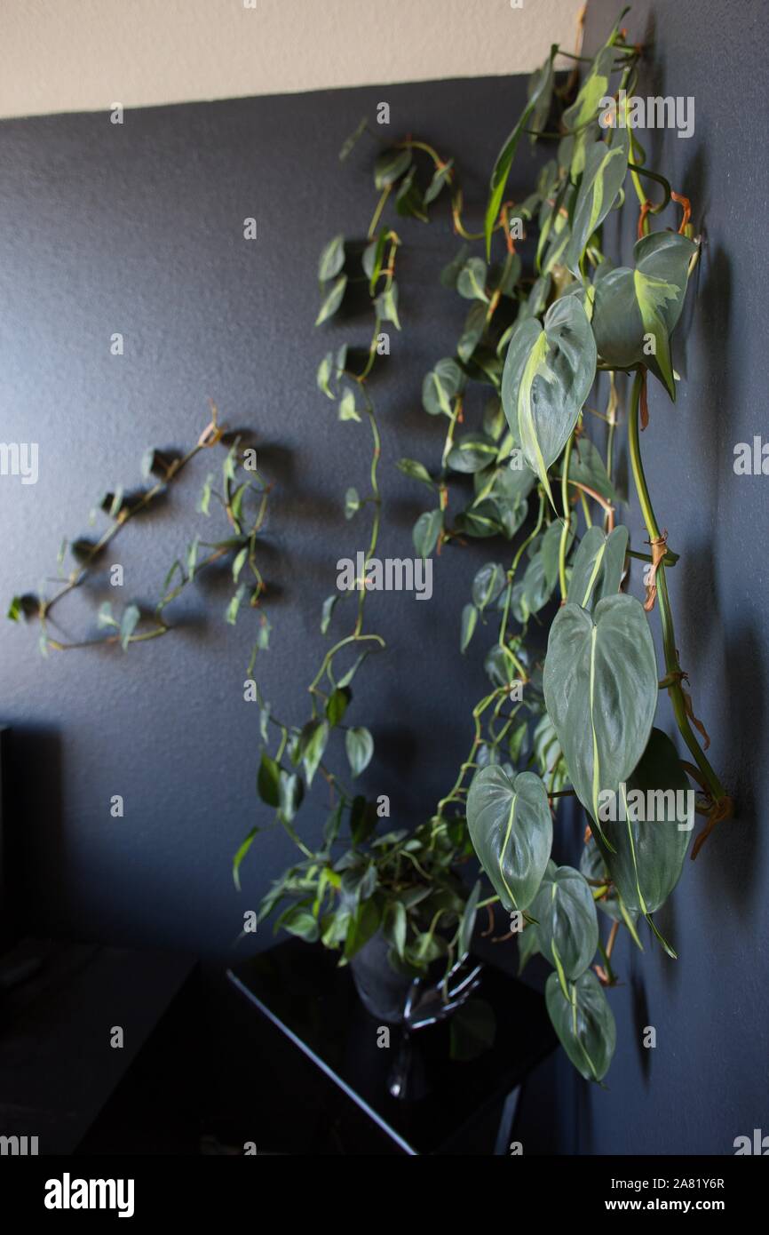Philodendron 'Brasil' climbing a dark wall in an interior space. Stock Photo