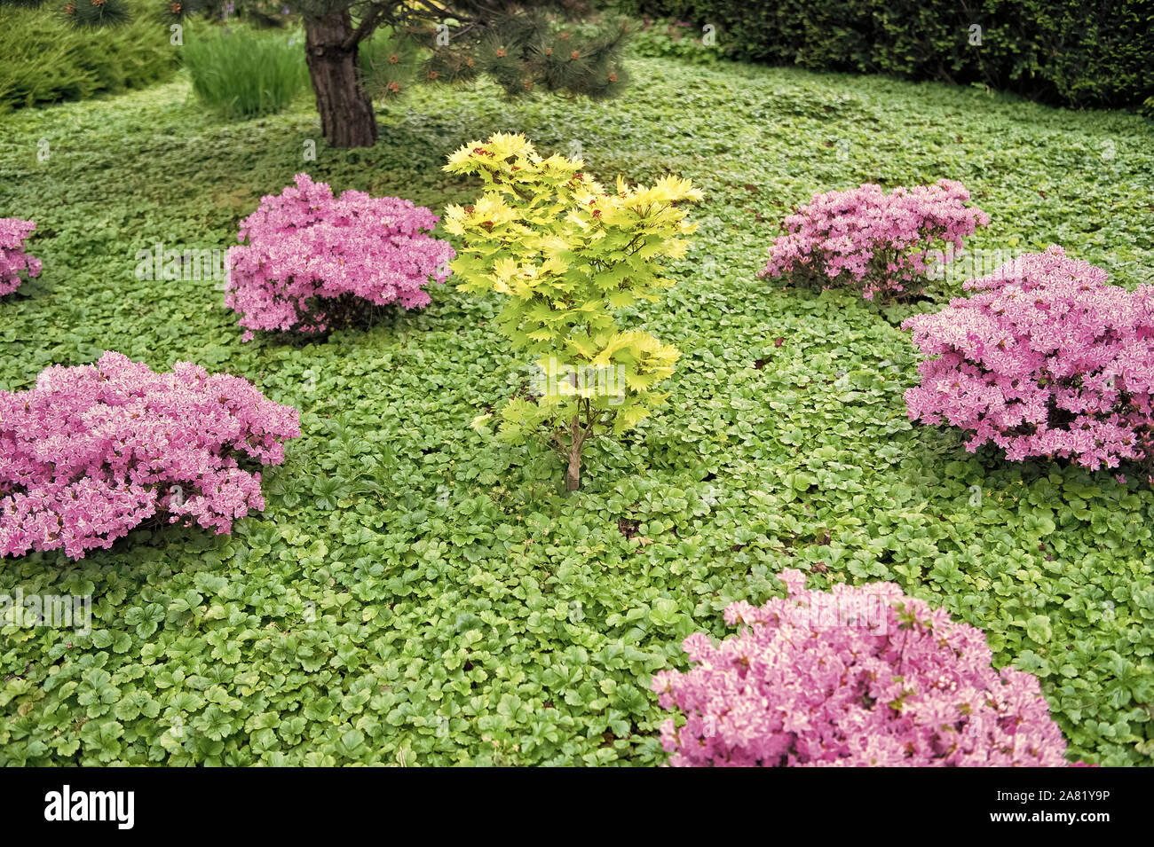 Tree oak green leaves. Park design concept. Freshness and greenery