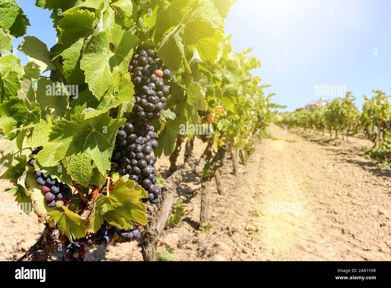 Old vineyards with red wine grapes in the Alentejo wine region near